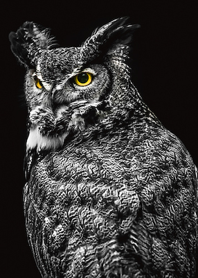 Array Wisdom Owl II von Ronin