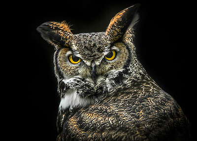 Array Wisdom Owl von Ronin