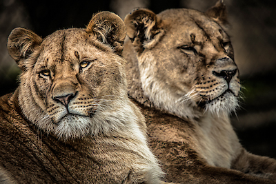 Array Lionesses von Ronin