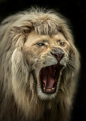 Array The Lion Roars von Ronin