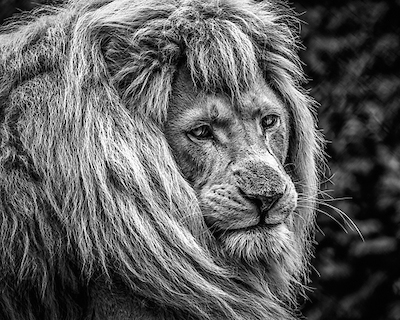 Array the male Lion von Ronin