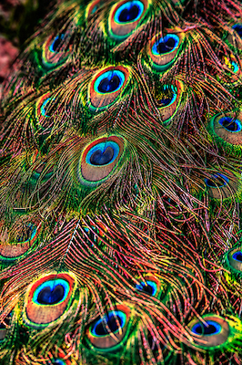 Array Peacock Feathers von Ronin