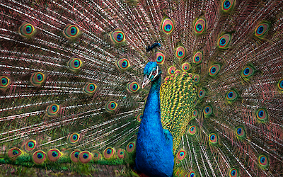 Array The Peacock von Ronin