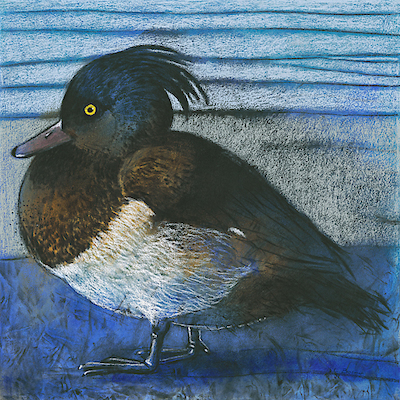 Array Tufted Duck von Loes Botman