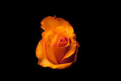 Array Rose gelb I von Volker Brosius