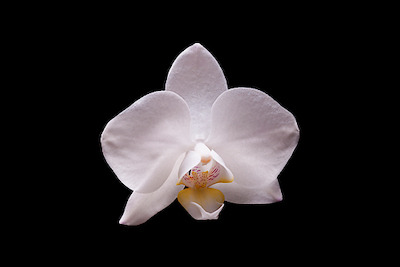 Array Orchidee I von Volker Brosius