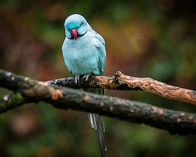 100cm x 80cm Blue Parrot von Ronin