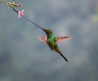 Array A Sword-billed Hummingbird von sheila xu