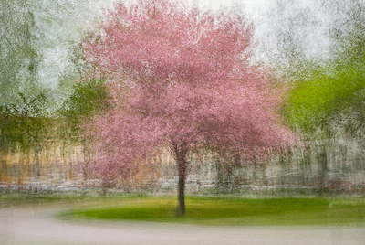 100cm x 67cm Japanese Cherry Tree in Eskil's Park von Arne Ostlund