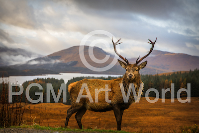 100cm x 67cm Scottish Stag von Adrian Popan