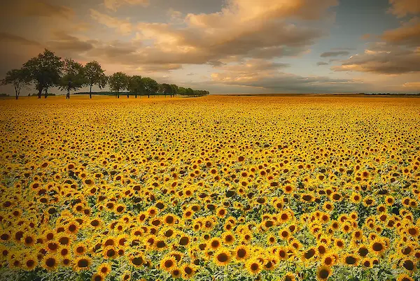 Array Sunflowers von Piotr Krol (Bax)