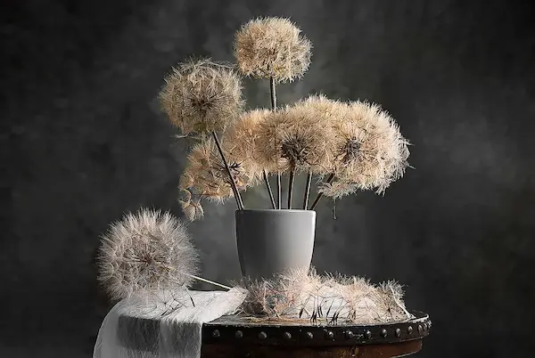 Array Dandelion Seed Pod von Lydia Jacobs