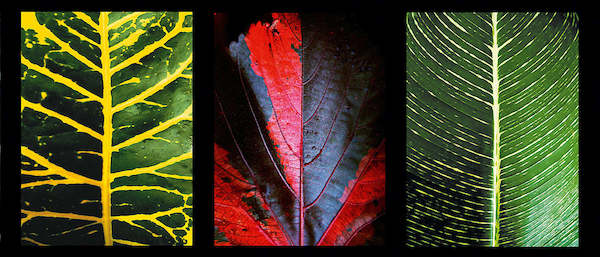 100cm x 42cm Three Leaves                     von Roberto Scaroni