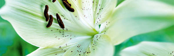 Array Lillium Bianco von Roberto Scaroni