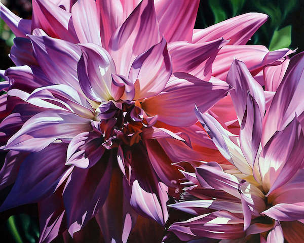 Array Dueling Dahlias von Michael Schuh