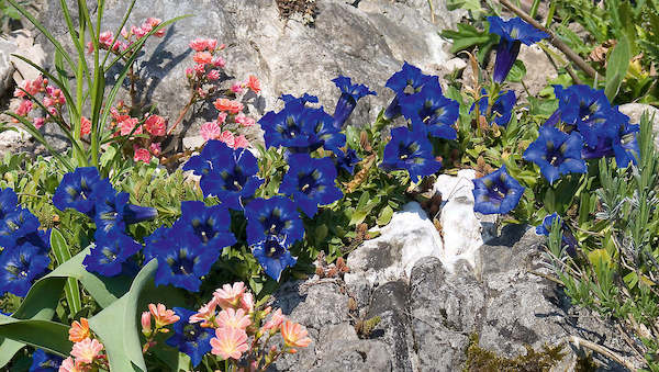 Array Bergvagabunden von Sigi Loew