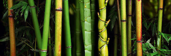 Array Bamboo von Roberto Scaroni