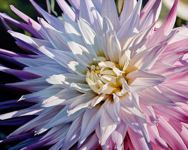 Array Another Dazzling Dahlia von Michael Schuh