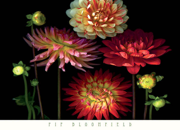 91cm x 66cm Dahlia Garden von Pip Bloomfield