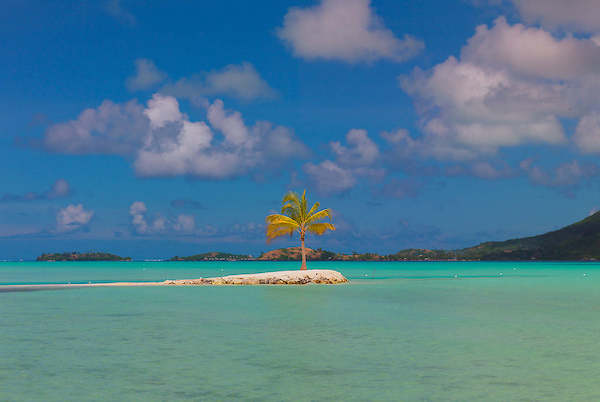 Array Bora Bora Lone Palm von John Xiong