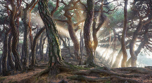 Array Sacred Pine Trees von Jaeyoun Ryu