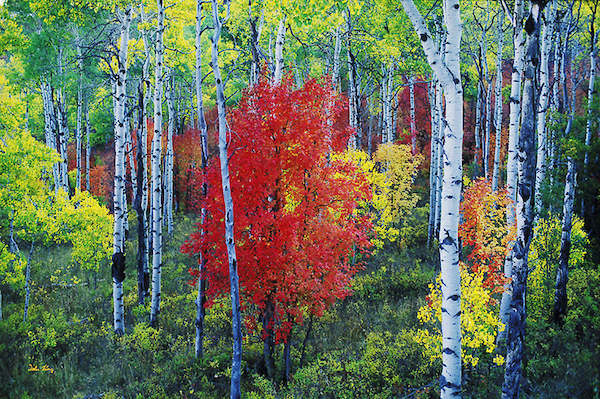 Array Red Centre von John Xiong