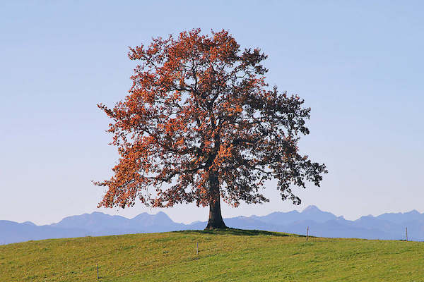 Array Der Baum von Gerhard Rossmeissl