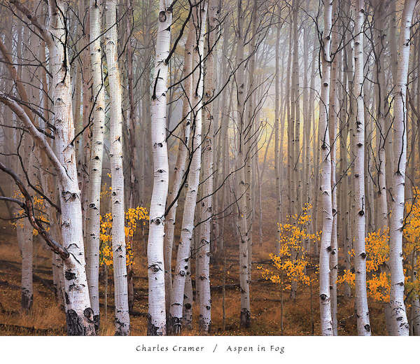 76cm x 66cm Aspen in Fog von Charles Cramer