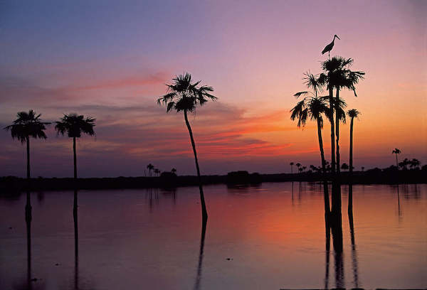 Array Sunset, Maguari Stork II von Thomas Marent