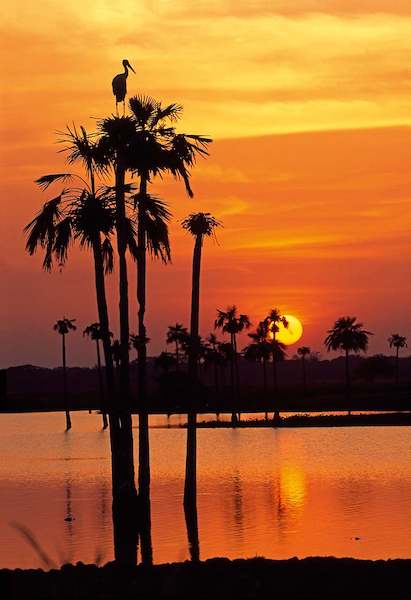 Array Sunset, Maguari Stork I von Thomas Marent