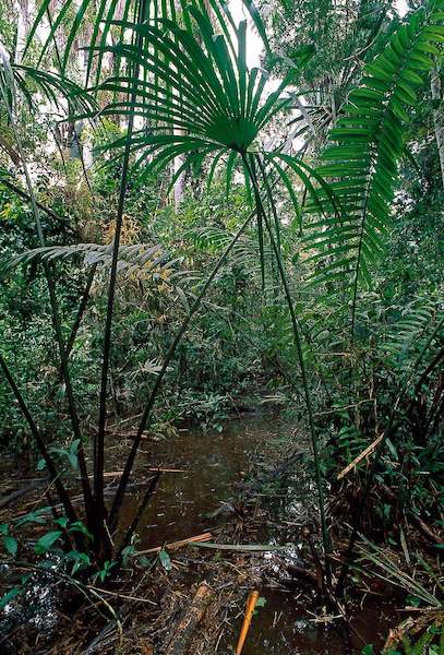 Array Flood Area of Rainforest von Thomas Marent