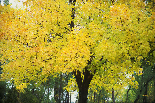 Array Change of Seasons von John Xiong