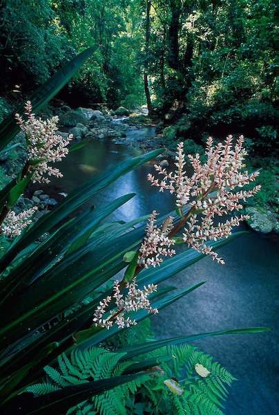 Array Canungra Creek von Thomas Marent