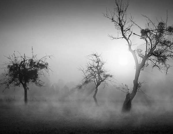 Array Bäume im Nebel II von Tom Weber