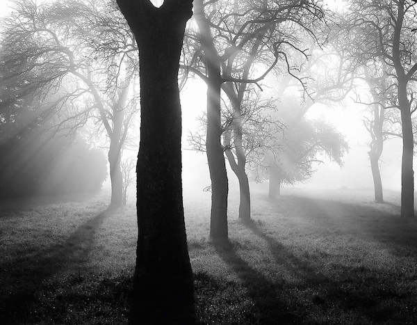 Array Bäume im Nebel I von Tom Weber