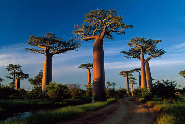 Array Baobab Tree von Thomas Marent