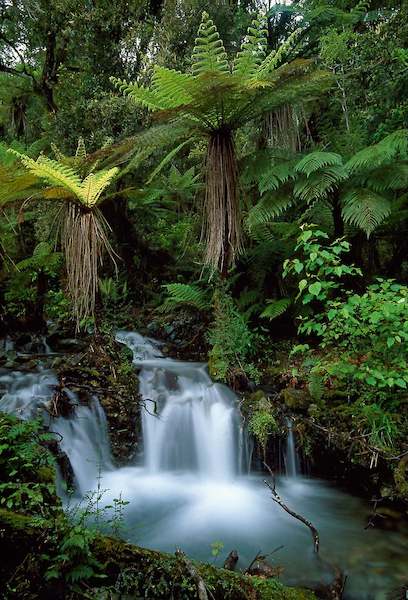 Array Creek with tree ferns von Thomas Marent