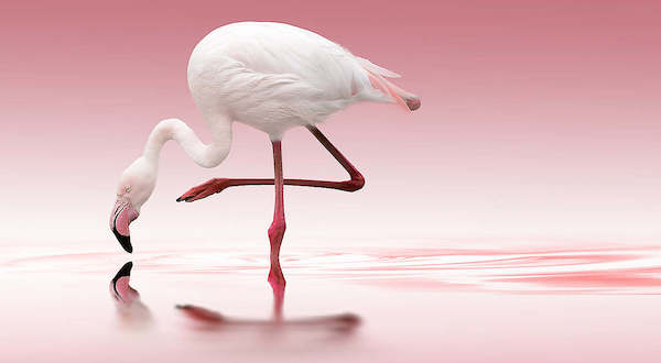 Array Flamingo von Doris Reindl