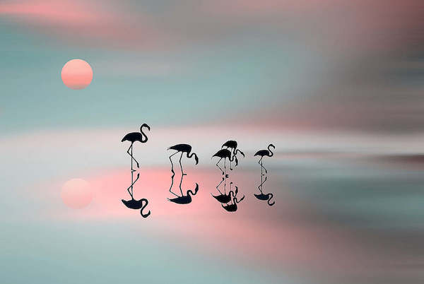 Array Family flamingos von Natalia