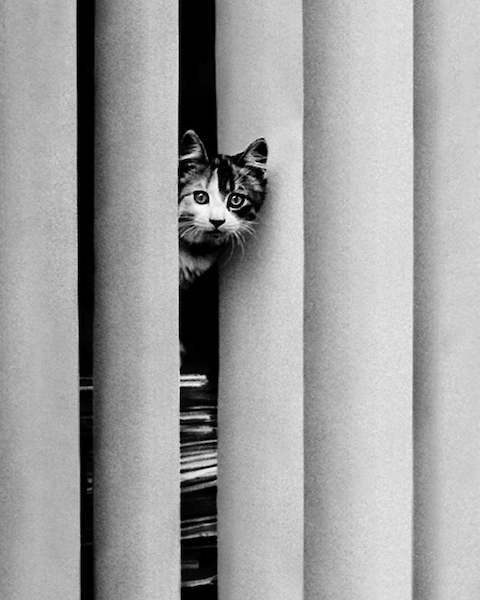 40cm x 50cm Curious Cat von Golbin