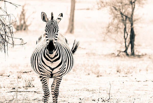 Array Zebra I                          von Toby Seifinger