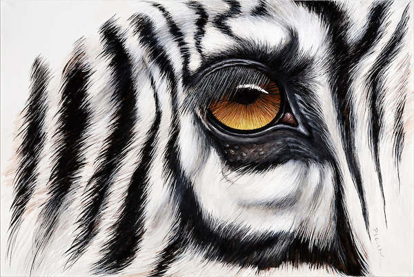 100cm x 67cm Zebra Augenblick von Jutta Plath