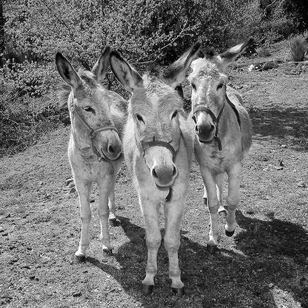 Array Trio                             von Bernhard Böser