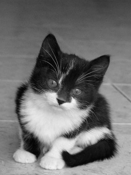 Array Kleiner Kater                    von Bernhard Böser