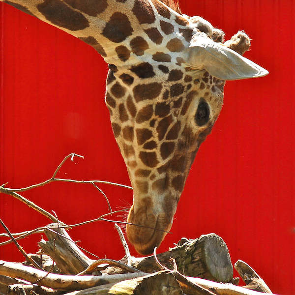 Array Giraffe                          von Bernhard Böser