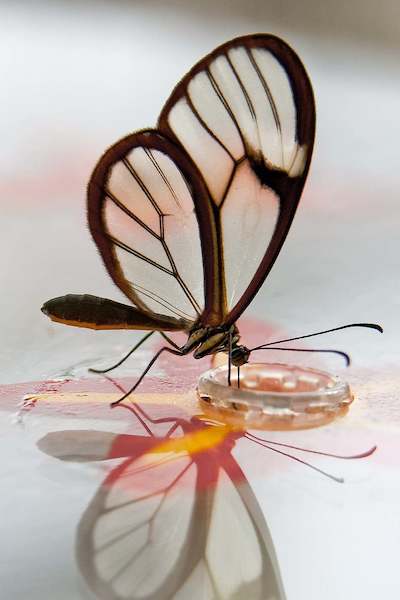 Array Butterfly Beauties III           von Florian Dürmer