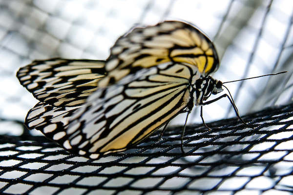 Array Butterfly Beauties II            von Florian Dürmer