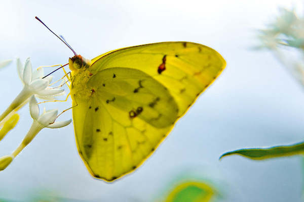 Array Butterfly Beauties I             von Florian Dürmer