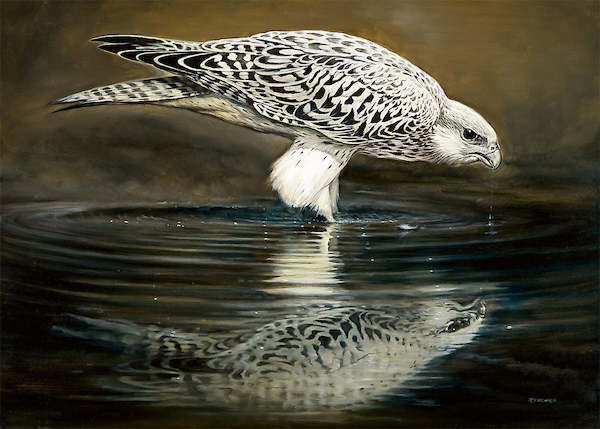 70cm x 50cm Drinking Falcon von Renato Casaro