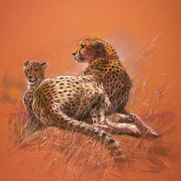 50cm x 50cm Cheetah Mother von Renato Casaro